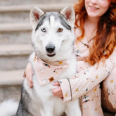 Dog Bandana in Gilmore Girls