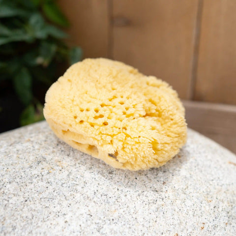 Sea Sponge