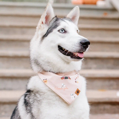 Dog Bandana in Gilmore Girls